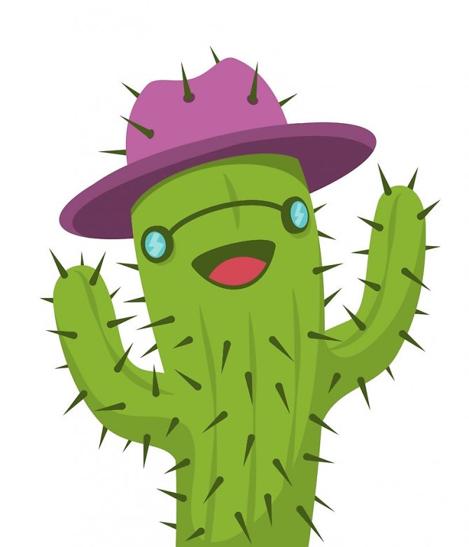 pan kaktus