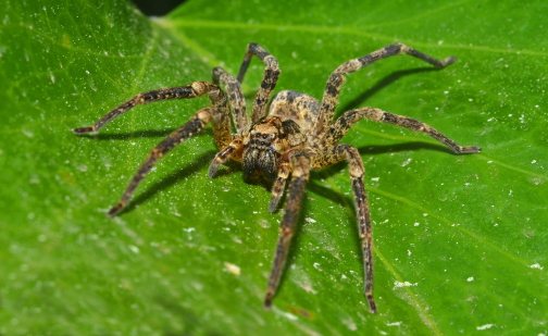 The mystical meaning of spiders