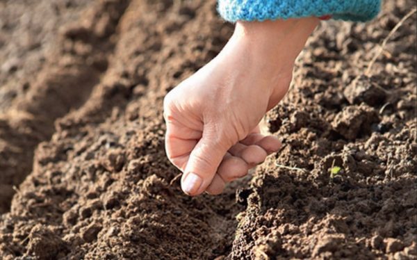 Много летни жители избират точно откритото засаждане на кларкия в почвата.