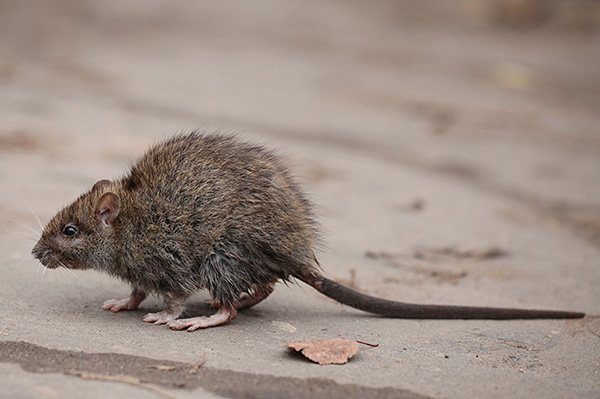 Many people are instinctively afraid of rats, and for good reason.