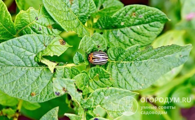 Banyak tukang kebun memperhatikan kemampuan "Nevsky" untuk meregenerasi dedaunan dengan cepat setelah kerosakan oleh larva kumbang kentang Colorado