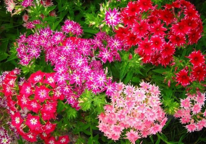 Many varieties of Carnations are distinguished by flowers with a persistent aroma that can effectively repel mosquitoes and many plant pests.