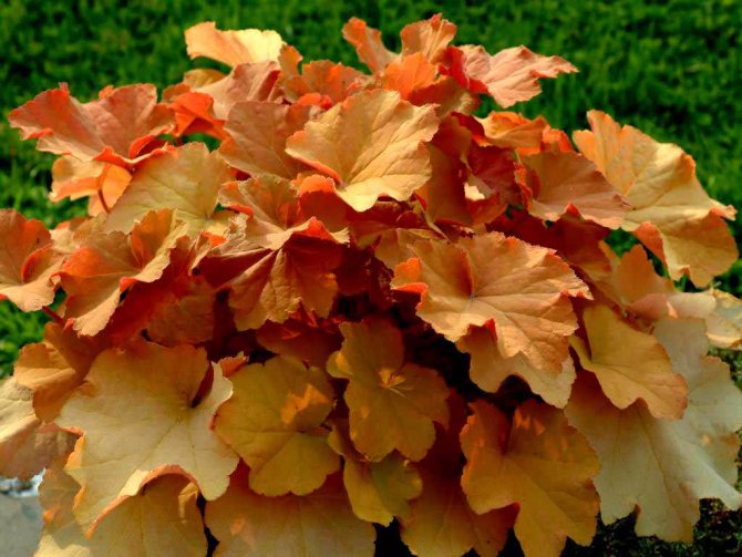 Many species from the genus Heuchera are absolutely unpretentious and hardy enough, which allows them to be used as ornamental plants in most regions of our country.