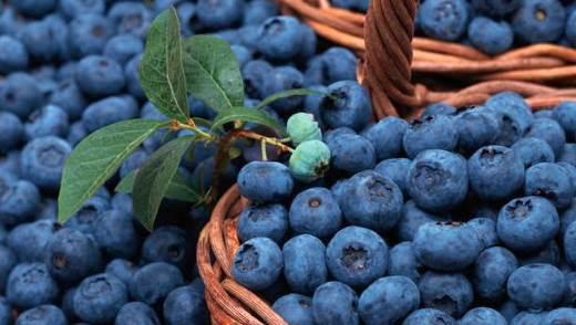banyak blueberry