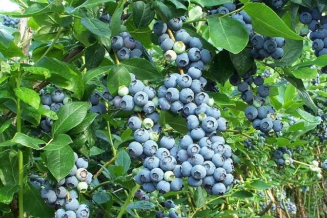 a lot of blueberries