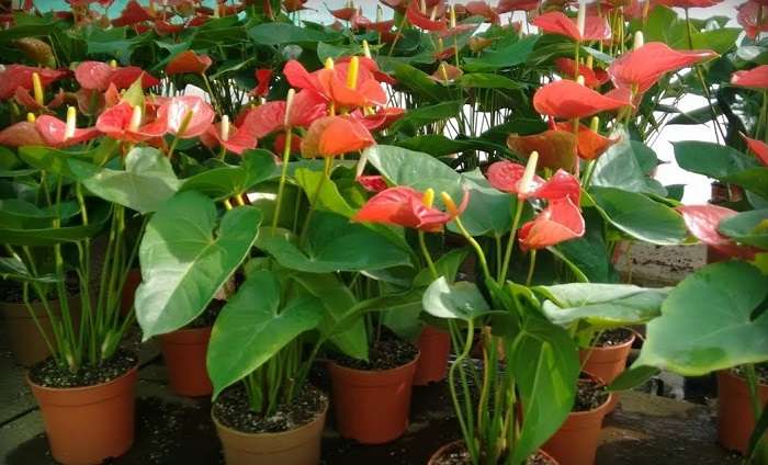 many pots with anthuriums