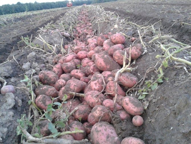 много картофи