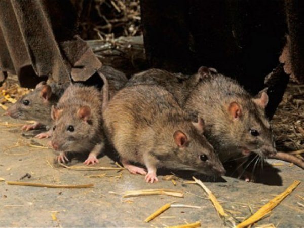 Massor av råttor