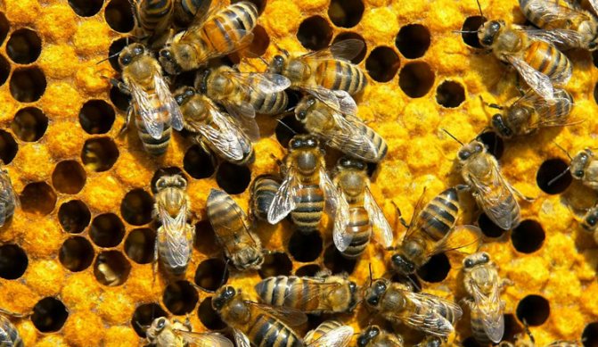 O mulțime de albine