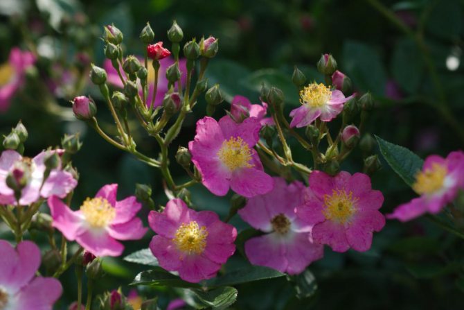 Multi-flowered rose