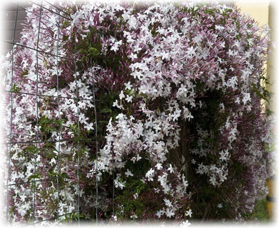 רב פרחים (Jasminum polyanthum)
