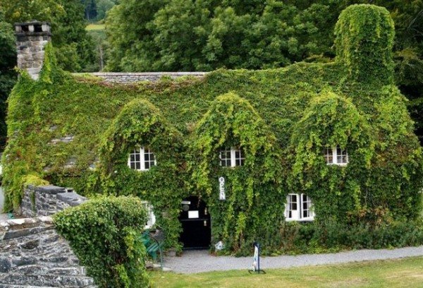 A multi-storey mansion completely overgrown with evergreen ivy