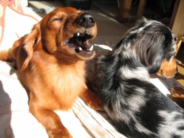 Upprepad nysning av ett husdjur efter droppar indikerar oftast en allergisk reaktion