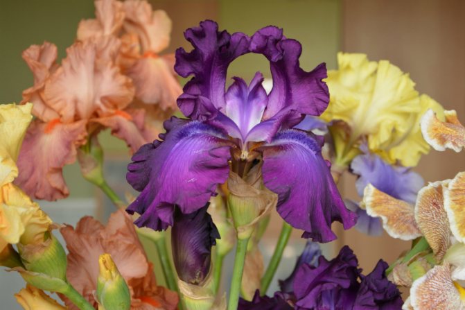 Perennial flowers irises