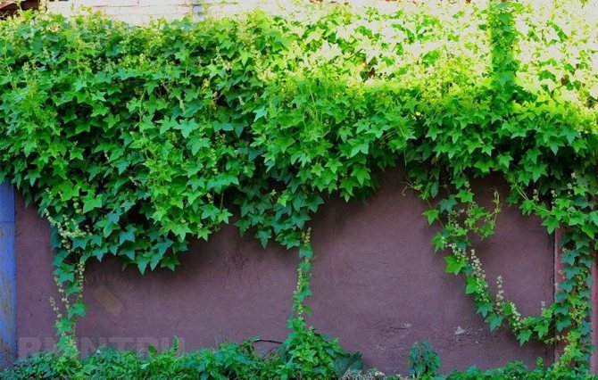 نباتات التسلق المعمرة لسياج وشرفة
