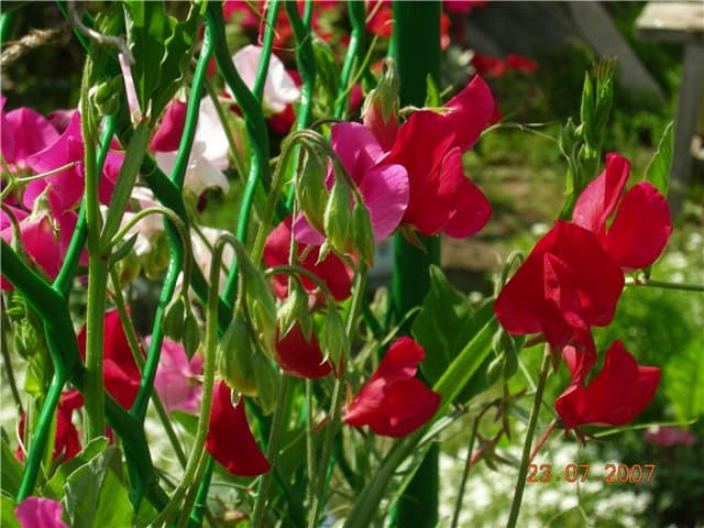 Perennial sweet peas: planting rules, plant care and photos