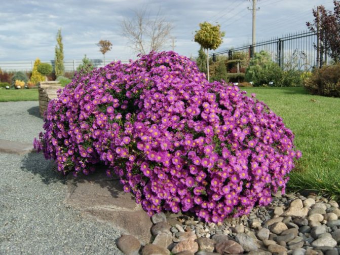 perennial aster growing conditions