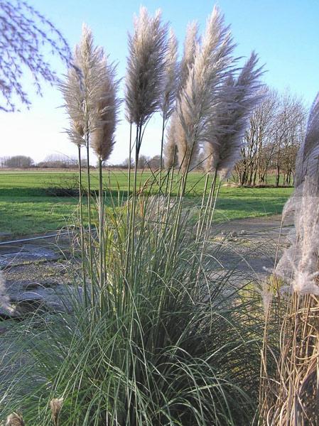 Многогодишна декоративна трева кръстословица