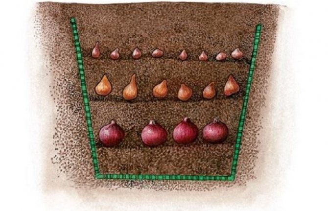 Multi-tiered planting of corms