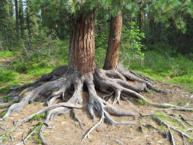 Mocné kořeny