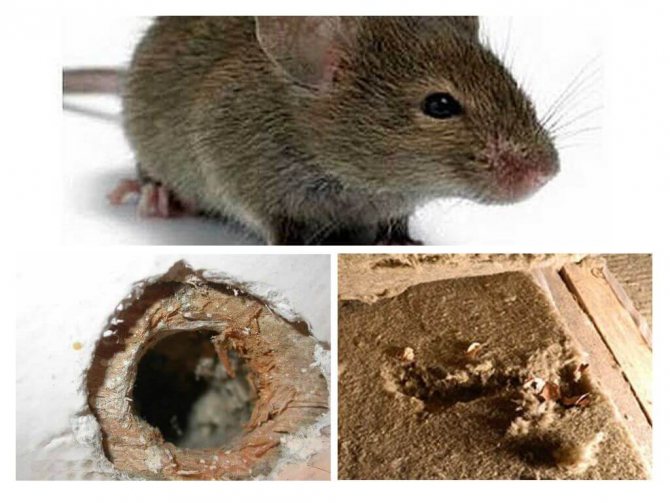 Les souris peuvent-elles escalader les murs