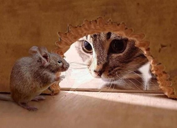 Can mice climb walls