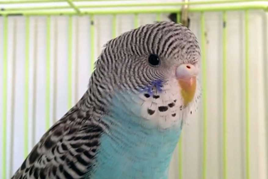 can budgies have fleas