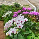Moos für den Anbau von Orchideen