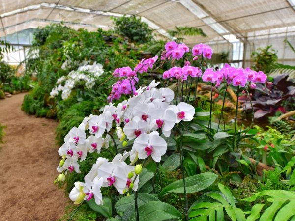 Moos für den Anbau von Orchideen