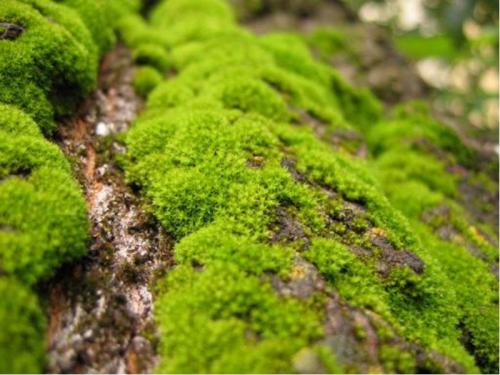 Moss på webbplatsen är bra eller dålig. Mossa i trädgården - vad är farligt och hur man botar jorden?