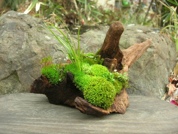 Moss is very often a spectacular element of landscape design.