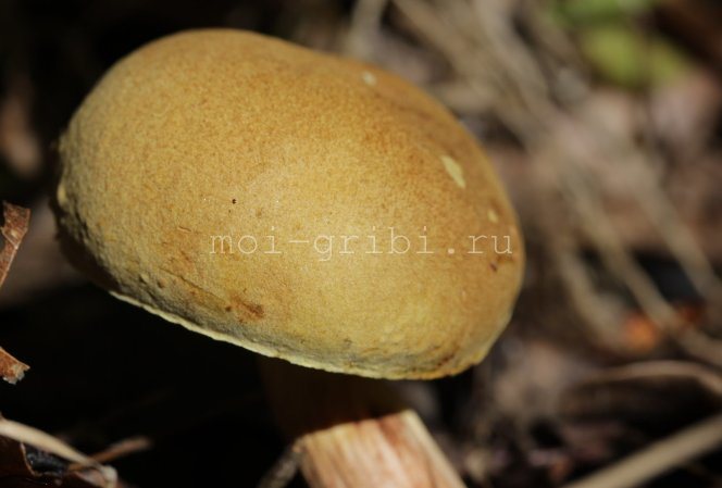 flywheel mushroom