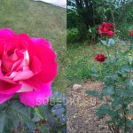 Моите рози 2019: Розов хибриден чай Шакира и Розов хибриден чай Черен бакара
