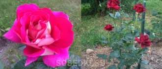 Aking mga rosas 2019: Rose hybrid tea Shakira at Rose hybrid tea Itim na baccarat