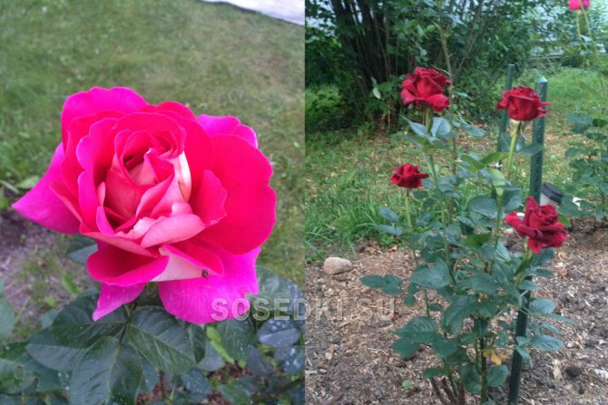 Aking mga rosas 2020: Rose hybrid tea Shakira at Rose hybrid tea Itim na baccarat