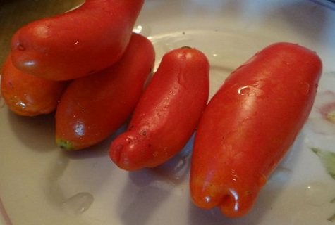 tomates humides