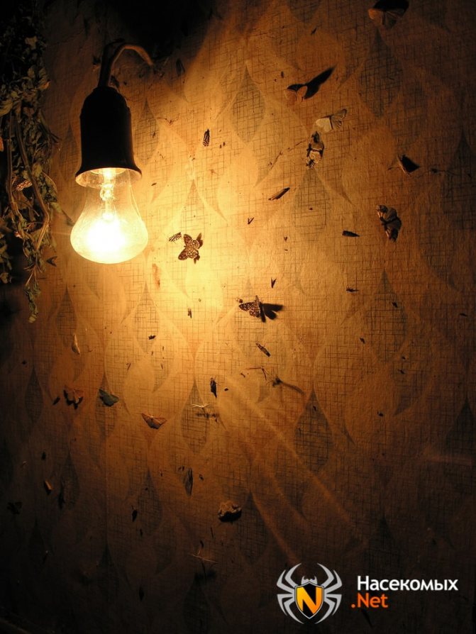 Moth aime l'obscurité et la sécheresse