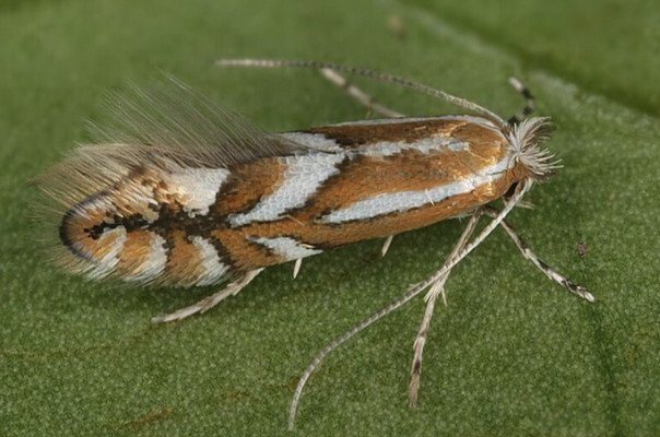 Speckled moth