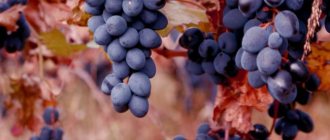 moldova grapes