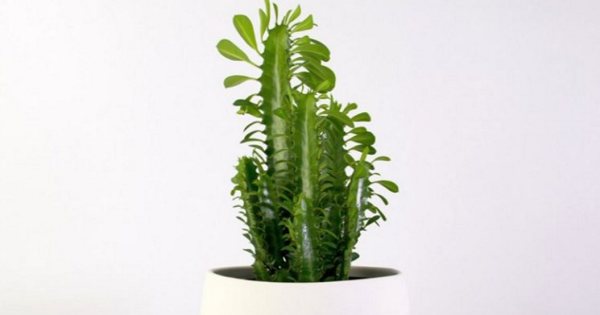 Euphorbia Indoor-Fotos und Namen