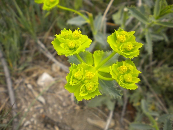 Ang damo ng larawan ng Euphorbia na may mga tinik na dahon