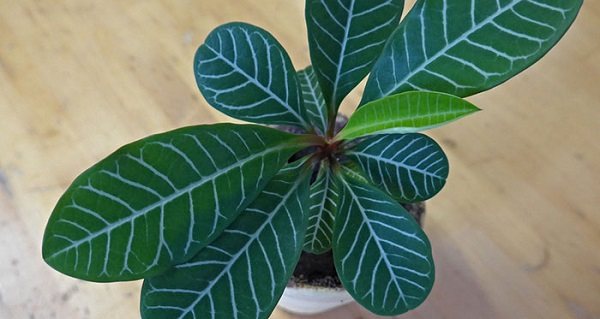 euphorbia indoor plant