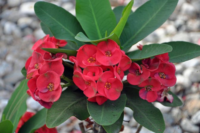 Euphorbia Mila - Тронната корона