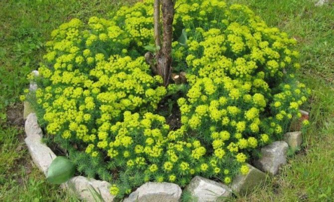 spurge in the flowerbed