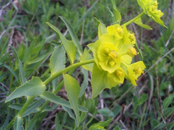 Euphorbia обща снимка