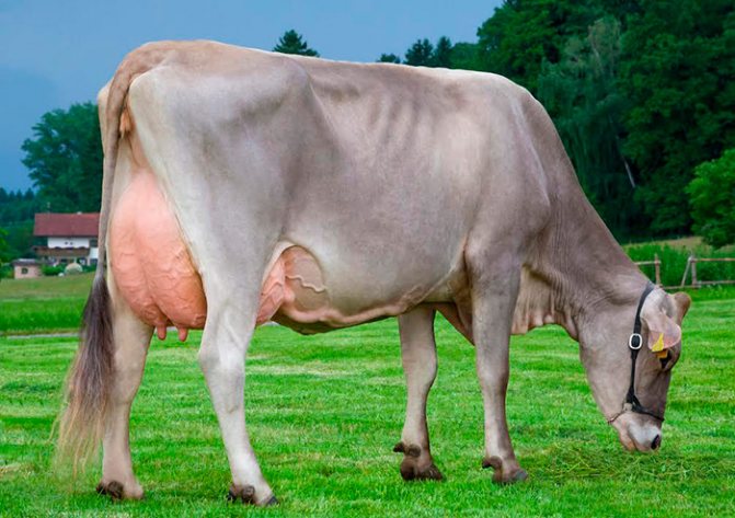 Swiss dairy cow
