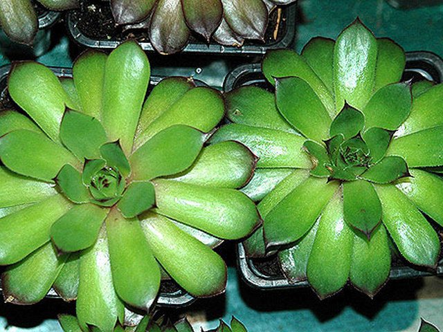 هجين مجدد (Sempervivum x hybridum hort.)