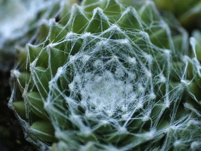 Rejuvenated cobweb (Sempervivum arachnoideum)