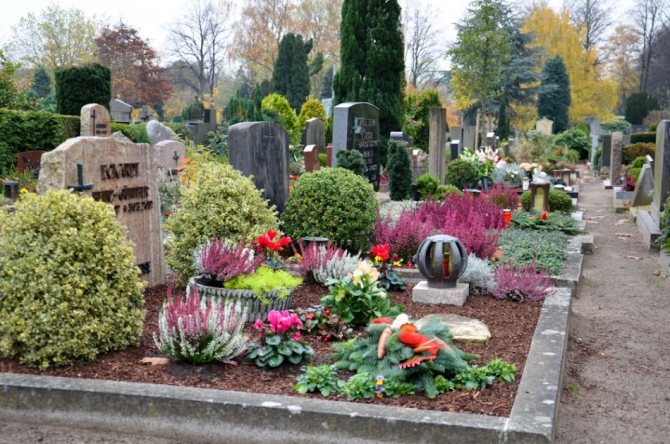 Rejuvenated are also planted in cemeteries