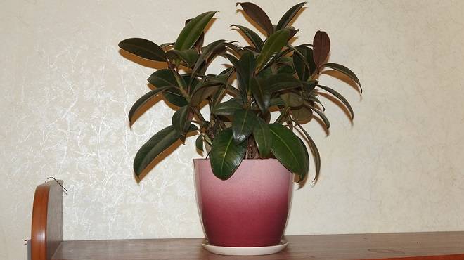 Young ficus in a pot